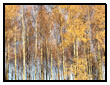 Golden Autumn Leaves on Silver Birch Trees