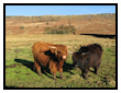 Highland Cattle at Stanage Edge