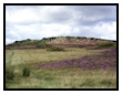 Purple Heather at Stanage Edge